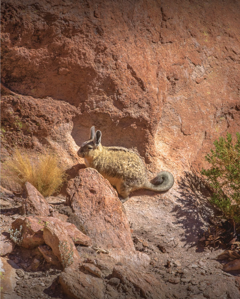 Read more about the article Maravillas de la fauna en San Pedro de Atacama: descubre la biodiversidad del desierto